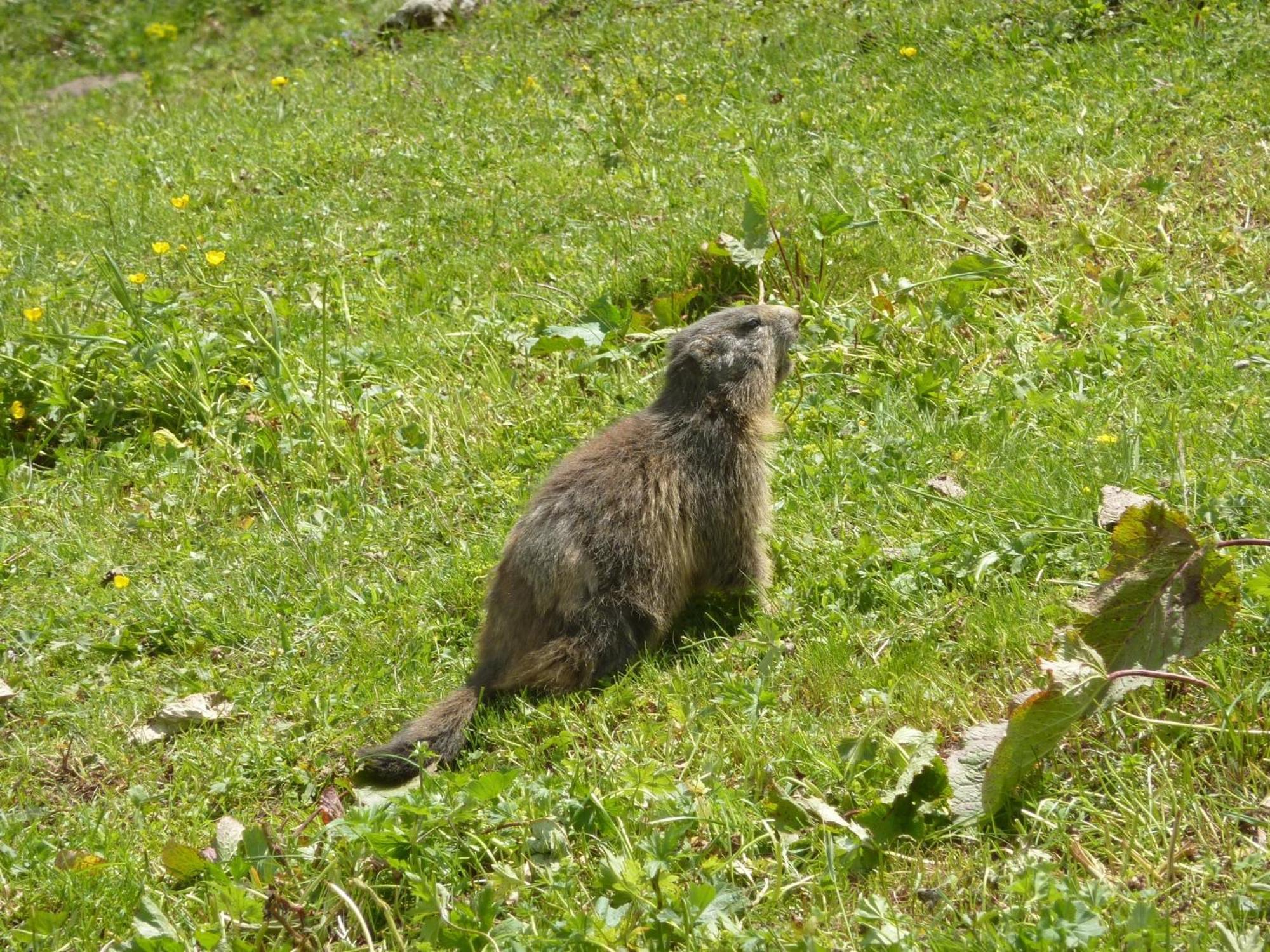 Les Glieres - Champagny-En-Vanoise La Plagne Zewnętrze zdjęcie